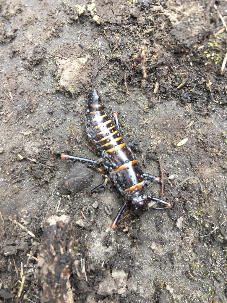 Monticomorpha flavolimbata