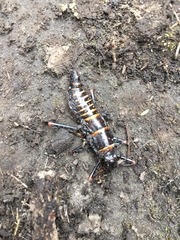 Monticomorpha flavolimbata