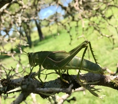 Staleochlora viridicata