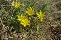 Gagea chlorantha