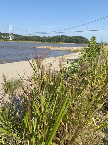 Panicum capillare iNat (1)