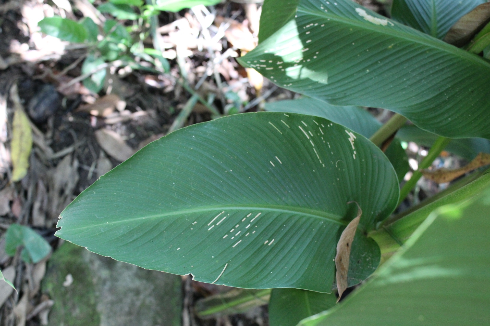 Imagem de Maranta-riscada