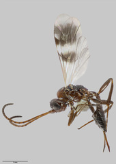 Gelis tenellus