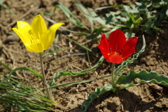 Tulipa gesneriana