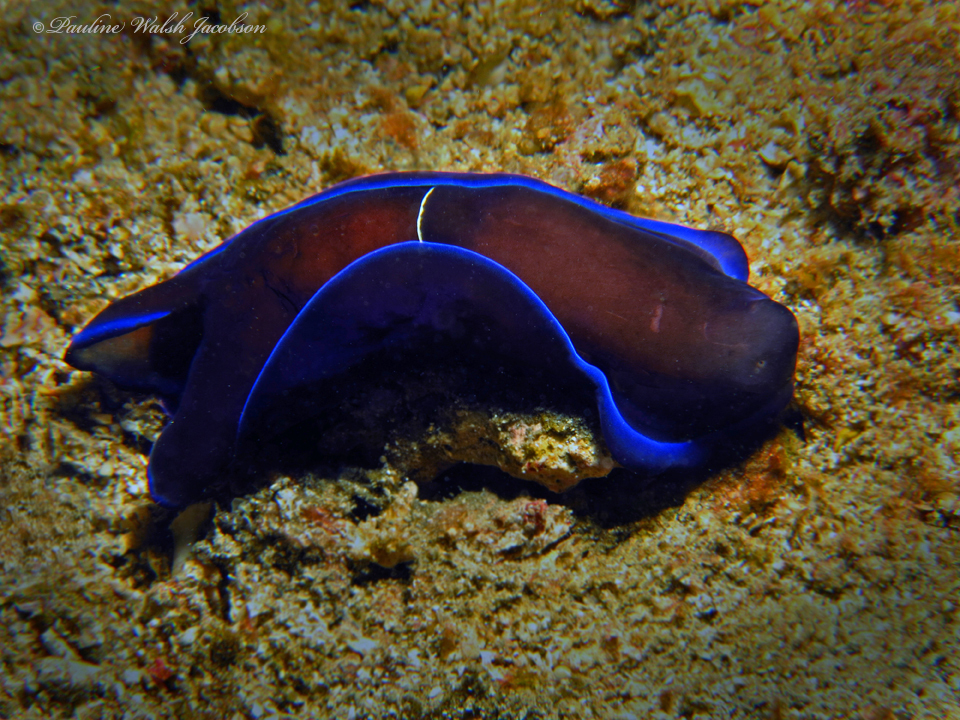 Gardiner's Headshield Slug