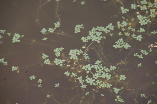 Winged water-starwort (Callitriche marginata)