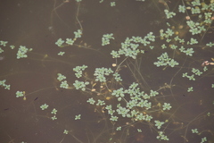 Callitriche marginata