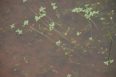 Callitriche marginata