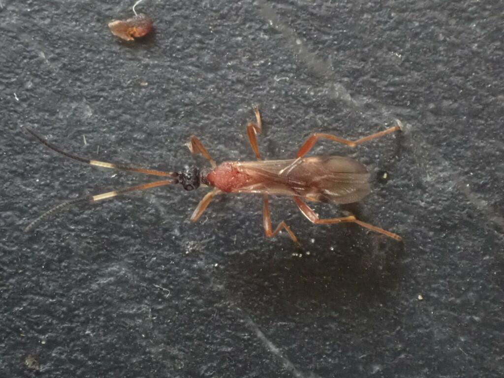 Heterogamus dispar