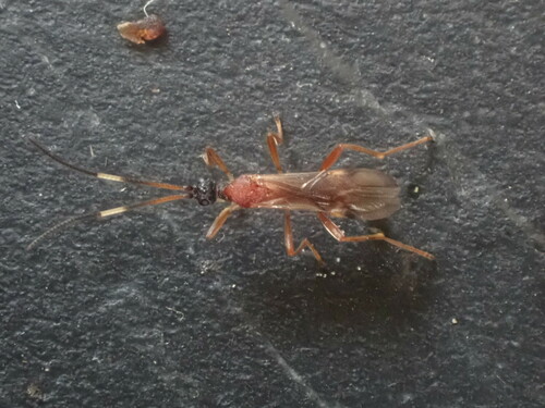Heterogamus dispar