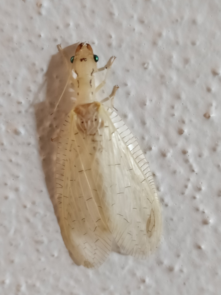Chloronia pallida