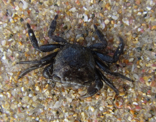 photo of Gulfweed Crab (Planes minutus)