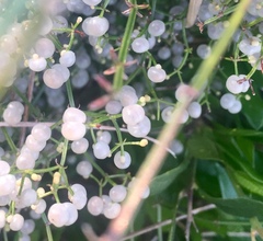 Galium latoramosum