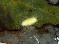 Gelis tenellus