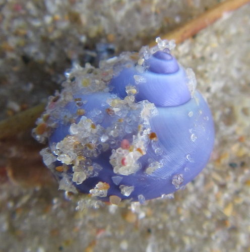 photo of Elongated Violet Snail (Janthina umbilicata)