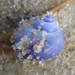 photo of Elongated Violet Snail (Janthina umbilicata)