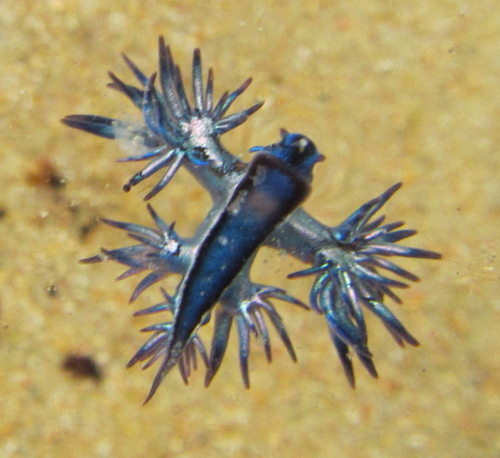 photo of (Glaucilla bennettae)