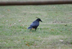 Corvus corone