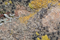 Intralichen christiansenii