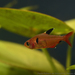 Serpae Tetra - Photo (c) Paulo Robson de Souza, some rights reserved (CC BY-NC), uploaded by Paulo Robson de Souza