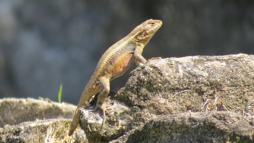 Teapen Rosebelly Lizard