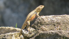 Sceloporus teapensis