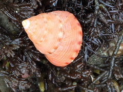 Calliostoma gloriosum