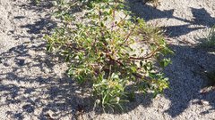 Cleomella obtusifolia