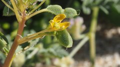 Cleomella obtusifolia