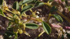 Cleomella obtusifolia