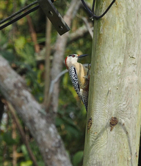 Melanerpes superciliaris