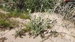 Cryptantha barbigera barbigera