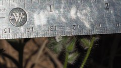 Cryptantha barbigera barbigera