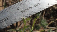 Cryptantha barbigera barbigera