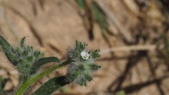 Cryptantha barbigera barbigera