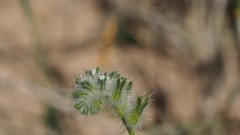 Cryptantha barbigera barbigera