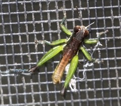 Methiolopsis geniculata