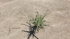 Johnstonella costata