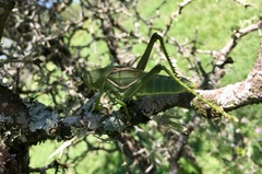 Staleochlora viridicata