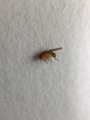 Drosophila simulans