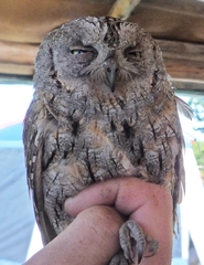 Otus scops