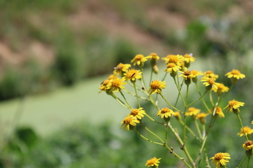 Image of Senecio brasiliensis by (c) Candela Castro, some rights reserved (CC BY)
