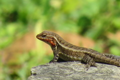 Sceloporus teapensis