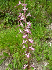 Himantoglossum formosum