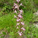 Himantoglossum formosum - Photo (c) ramazan_murtazaliev, algunos derechos reservados (CC BY-NC), uploaded by ramazan_murtazaliev