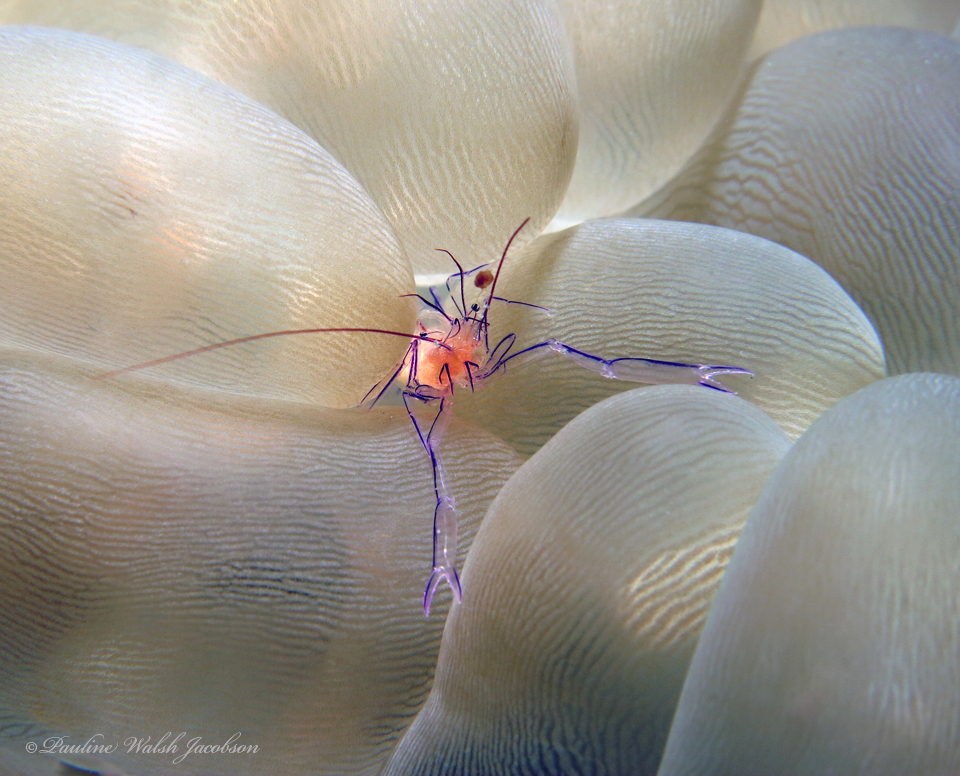 Bubble coral shrimp