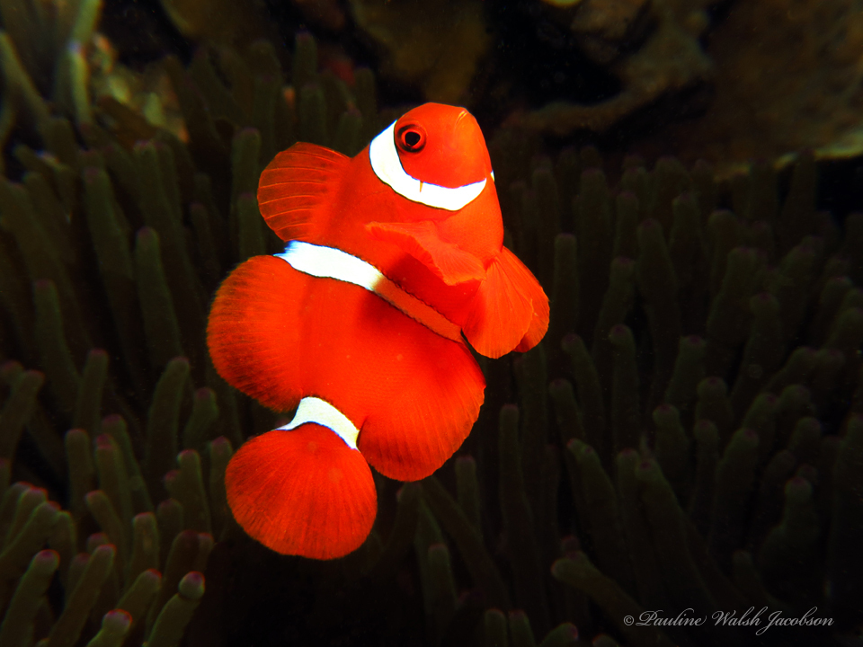 Maroon Clownfish
