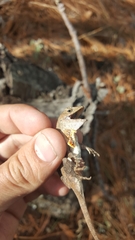 Anolis mccraniei