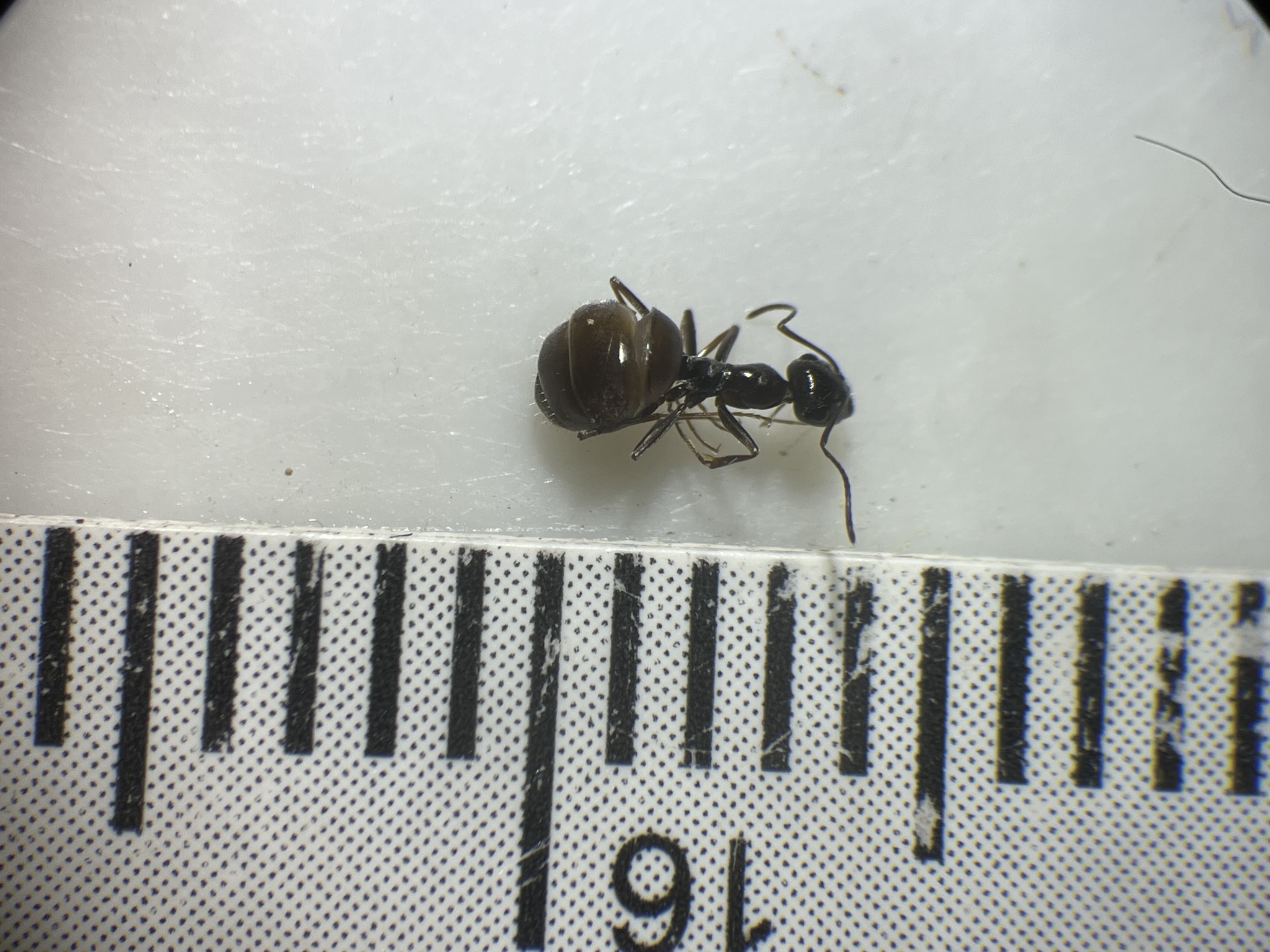 Myrmecocystus lugubris