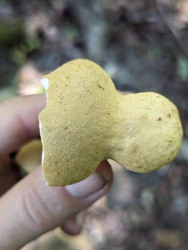 Gyroporus umbrinisquamosus